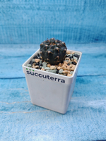 Gymnocalycium Stellatum (Гимнокалициум)