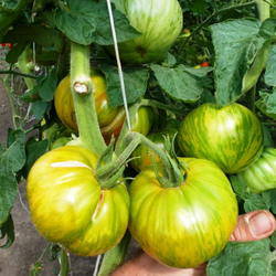 Помидоры Полосатые Zebra Rita - Зебра Рита