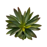 Суккулент темно-зелёный