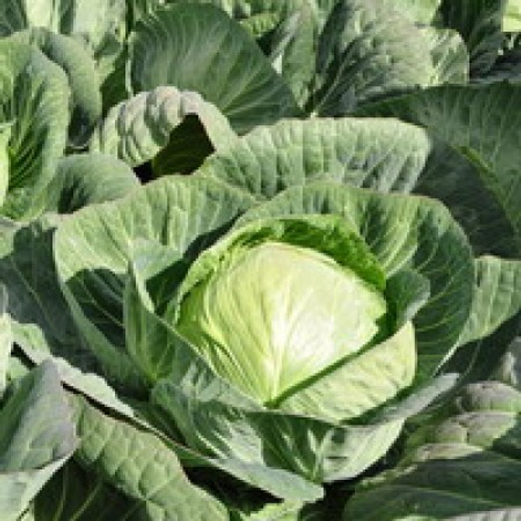 Секома F1 семена капусты белокочанной – фото 3