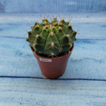 Gymnocalycium Friedrichii (Гимнокалициум)