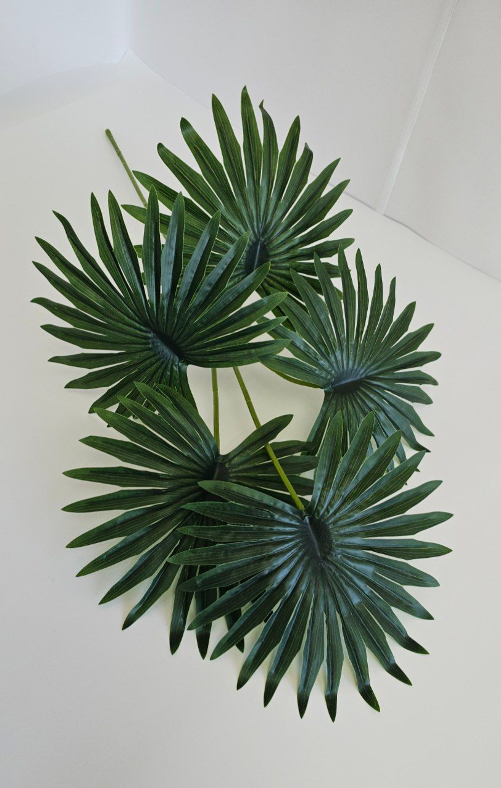 Пальма веерная / Арт 6350
