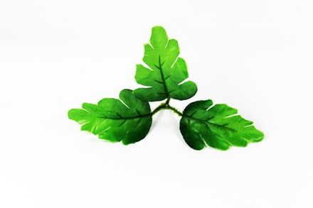 Лист хризантемы тройной