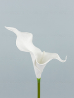 Каллы латекс БИГ