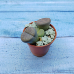 Lithops sp. (Литопсы)