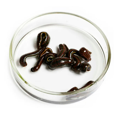 Пиявка медицинская Мелкие (косметические): 0,1-0,4 г. № 100