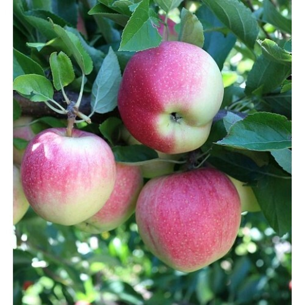 Яблоня Грушовка Московская