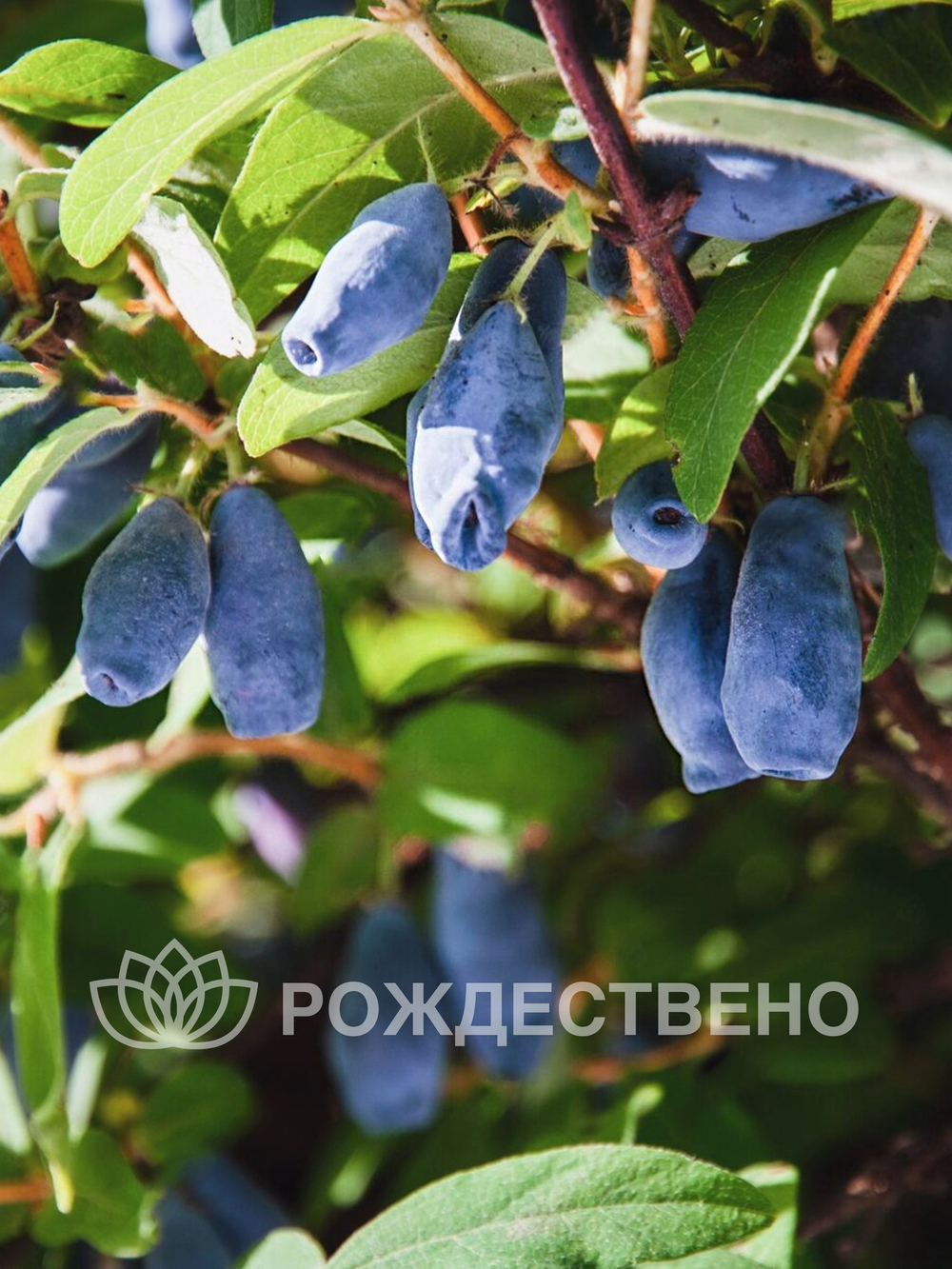 Жимолость Лазурная