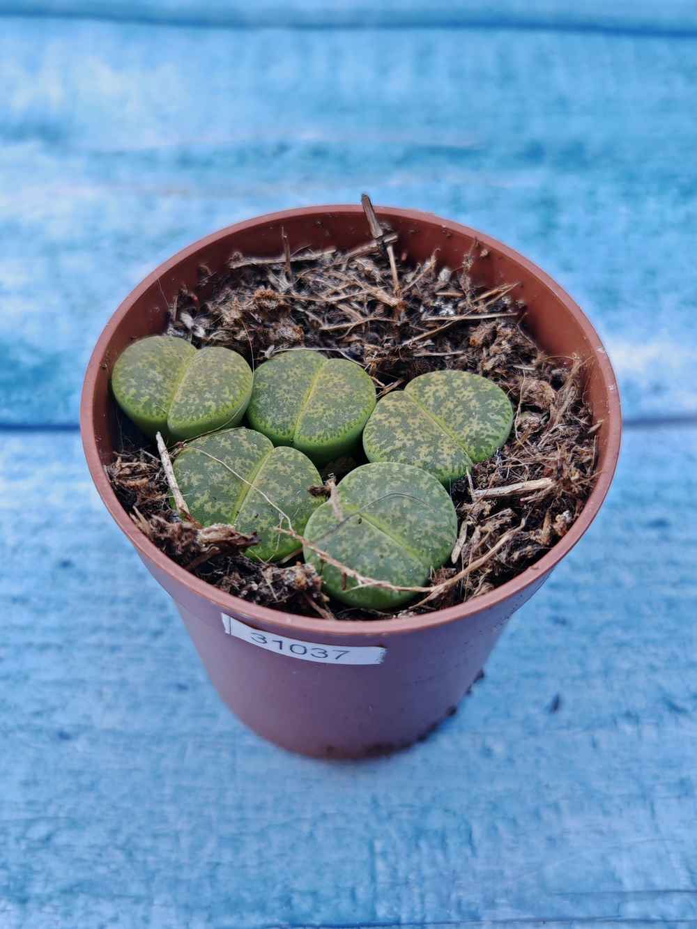 Lithops sp. (Литопсы)