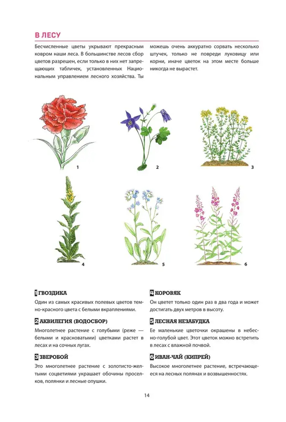 Искатель приключений. Справочник юного путешественника. Как весело и безопасно проводить время на природе