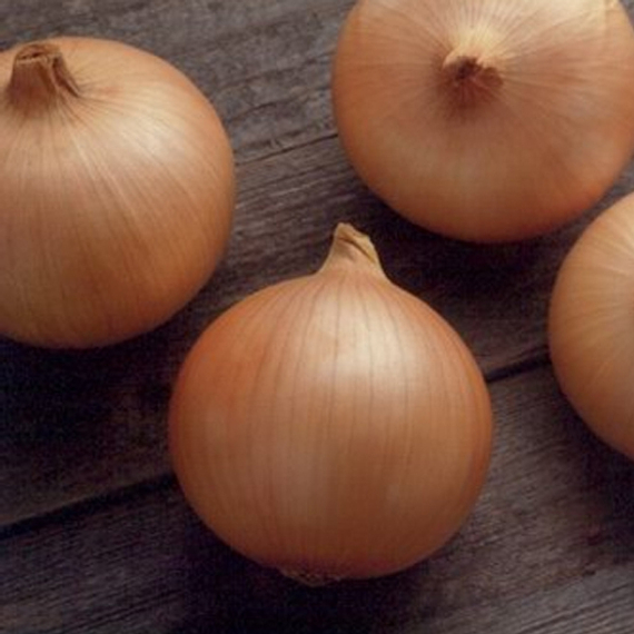Кэнди F1 семена лука репчатого (Seminis / ALEXAGRO) культура