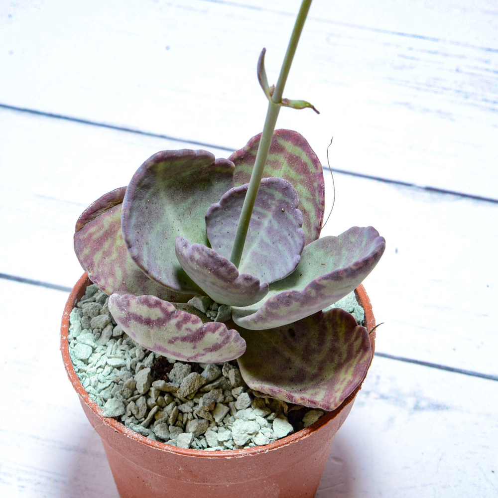 Kalanchoe Humilis (Каланхоэ)