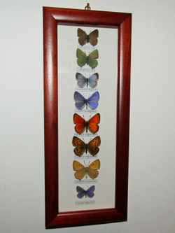 Коллекция голубянок Московской области.