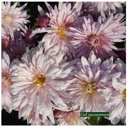 Корейская хризантема Перо  ☘ з.97  (отгрузка  Сентябрь)