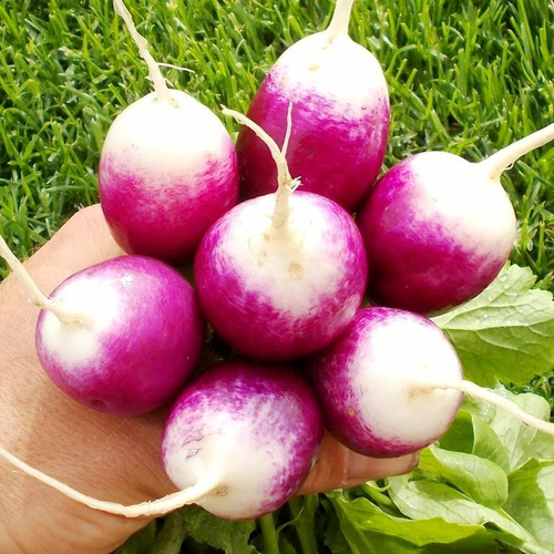 Редис Английский Диана - English Diana