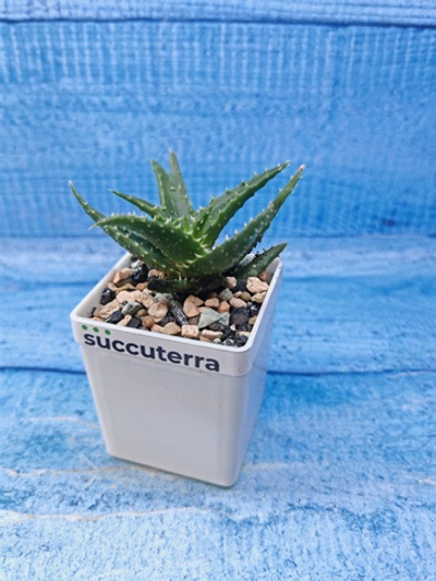 Aloe mitriformis hyb. (Алоэ)