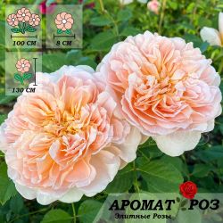 Ти Клиппер (Tea Clipper)