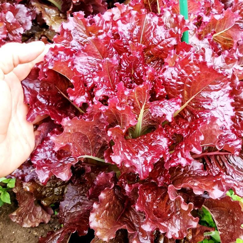 Салат Кровавая Мэри - Lettuce Bloody Mary