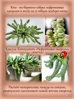 Красула Хоттентот Нефритовое ожерелье суккулент