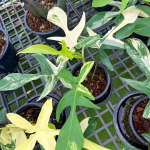 Филодендрон FLORIDA BEAUTY