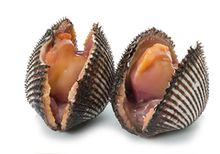 Анадара Японская живая, шт Анадара Японская живая, шт