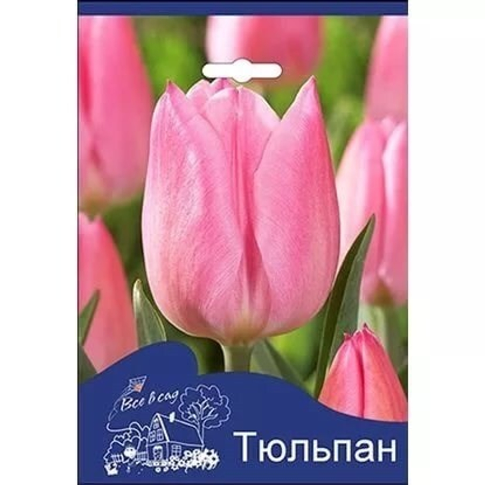 Тюльпан Крисмас дрим (8 шт) Волжский Сад