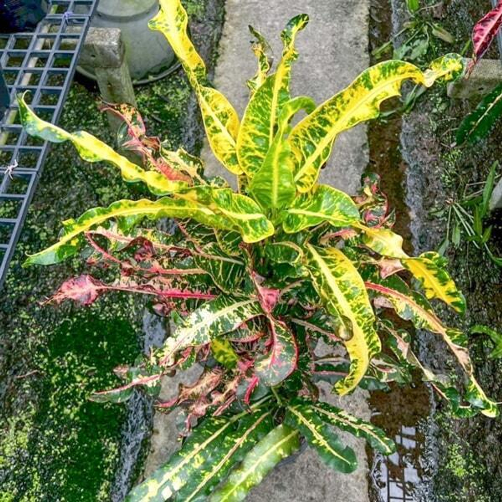 Кротон LOOKMAI NV04/2028