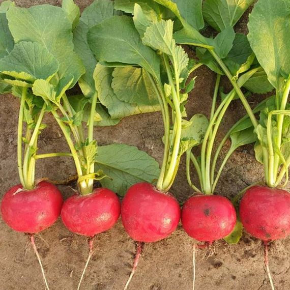 СТЕЛЛАР F1 семена редиса Syngenta цена