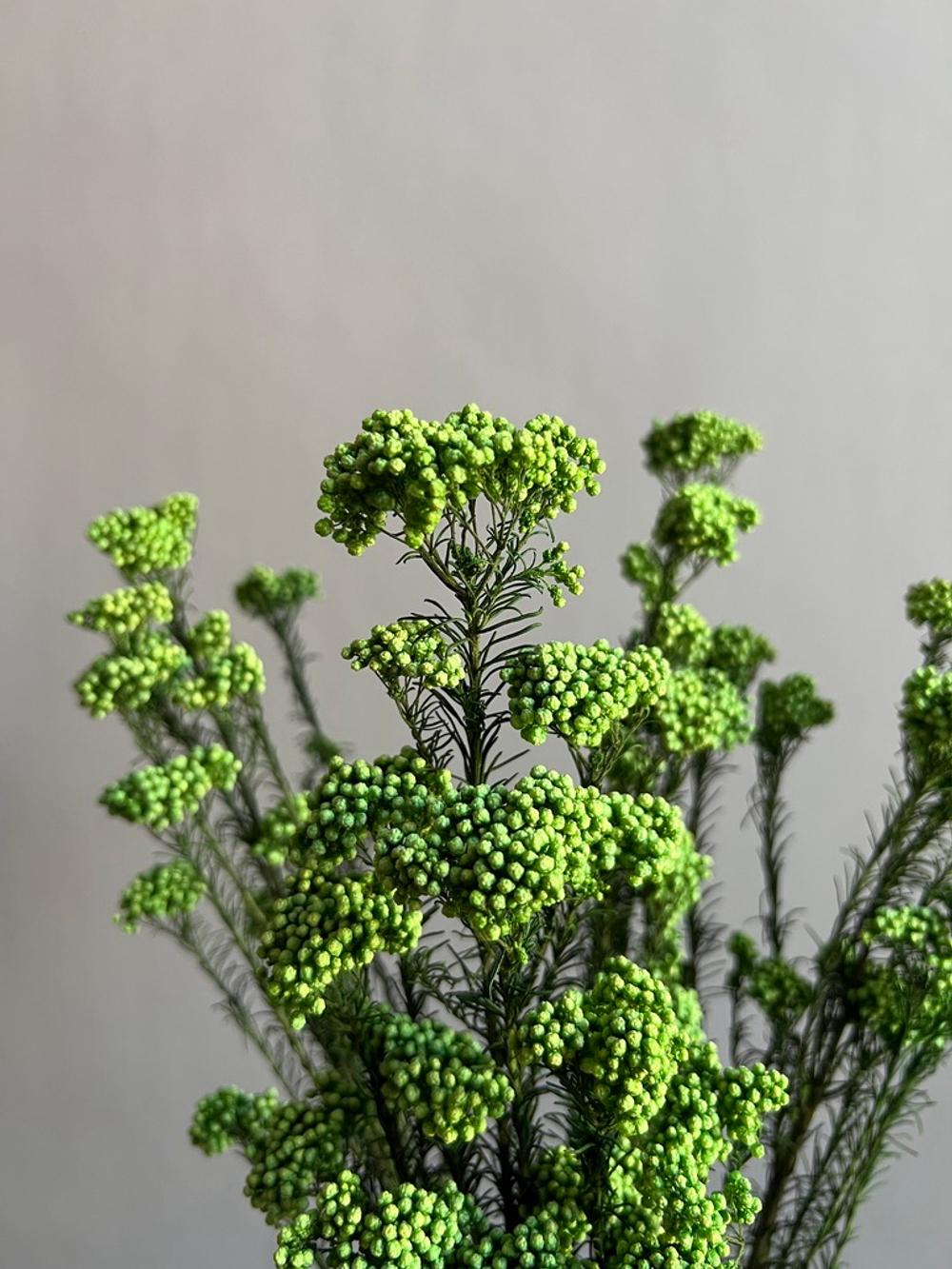 Озотамнус стабилизированный зеленый