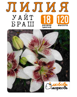 Лилия Луковица, Уайт Браш, ЛА-гибрид, 1 шт