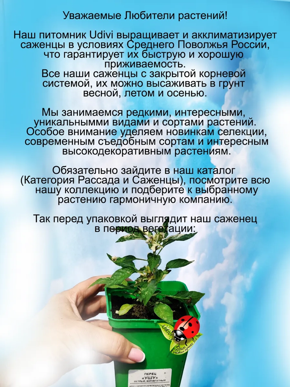 Перец Ушу пёстролистный острый домашний