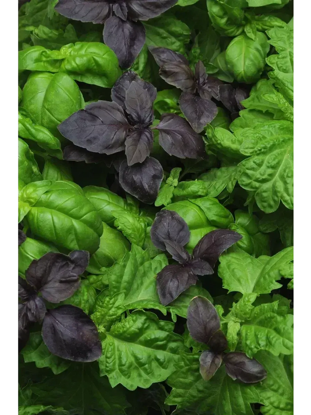 Смесь семян ароматного базилика