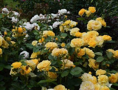 Штамбы роз Европа Новинки  от 90-160 см см весна 2026