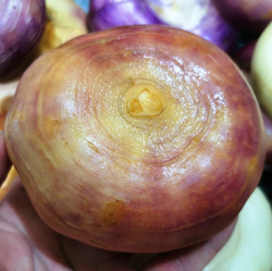 Репа Исконная Русская Сладкая