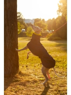 Попона дождевик для собак  средних пород Уиппета Левретки