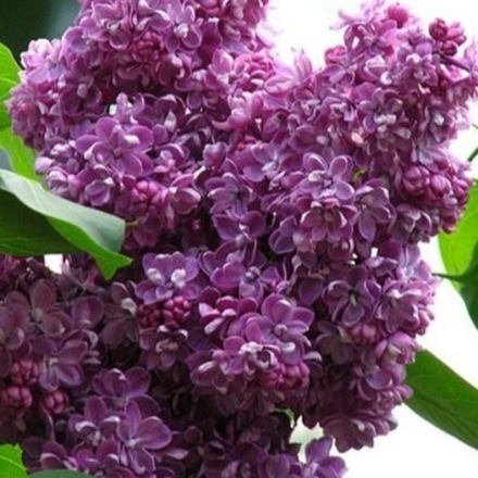 Сирень Индия (горшок 3л)
