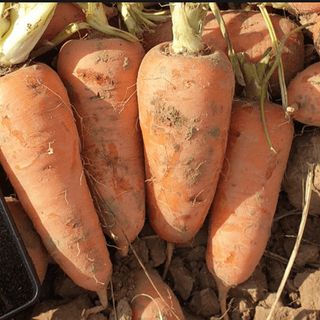 Морковь Тангерина F1 2,2-2,4 мм 100 000 (семян)