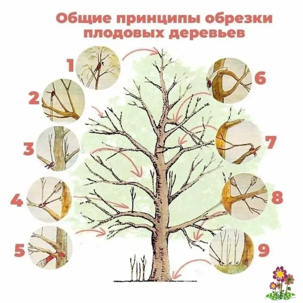 Общие принципы обрезки плодовых деревьев: как не навредить, а помочь