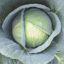 Галакси F1 семена капусты белокочанной (Seminis / Семинис)