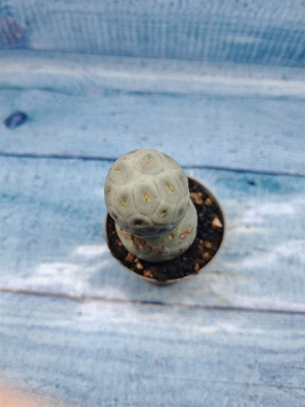 Tephrocactus Geometricus (Тефрокактус)