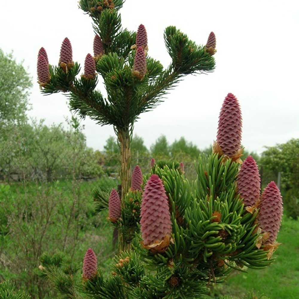 Ель колючая Лаки Страйк