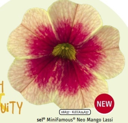 Calibrahoa Mini Famous Neo mango ОКС укорененный черенок. Под заказ, производство 4-5 недель
