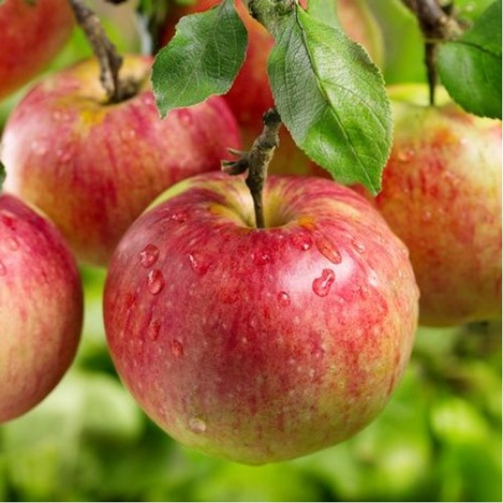 Яблоня Жигулевское осенняя