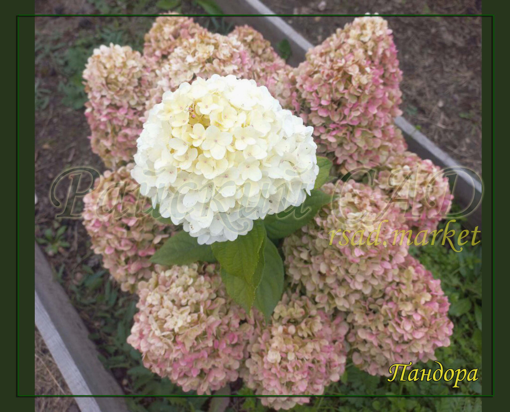 Гортензия метельчатая Пандора (Hydrangea paniculata "Pandora")
