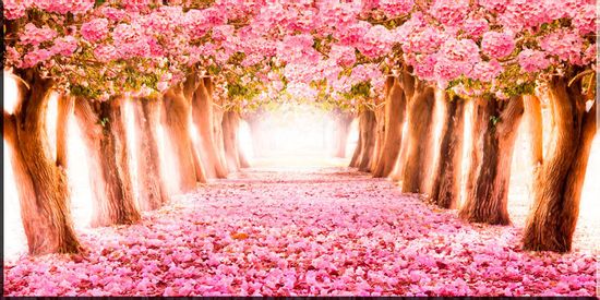 Розовый сад