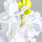 Апельсиновый цветок AZAHAR