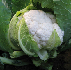 Шассирон F1 семена капусты цветной (Clause / Клос)