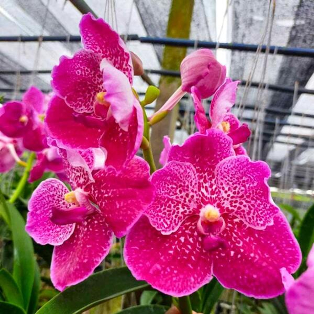 Ванда V DR ANEK BAI