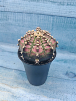 Gymnocalycium T-Rex Pink hybrid (Гимнокалициум T-rex)