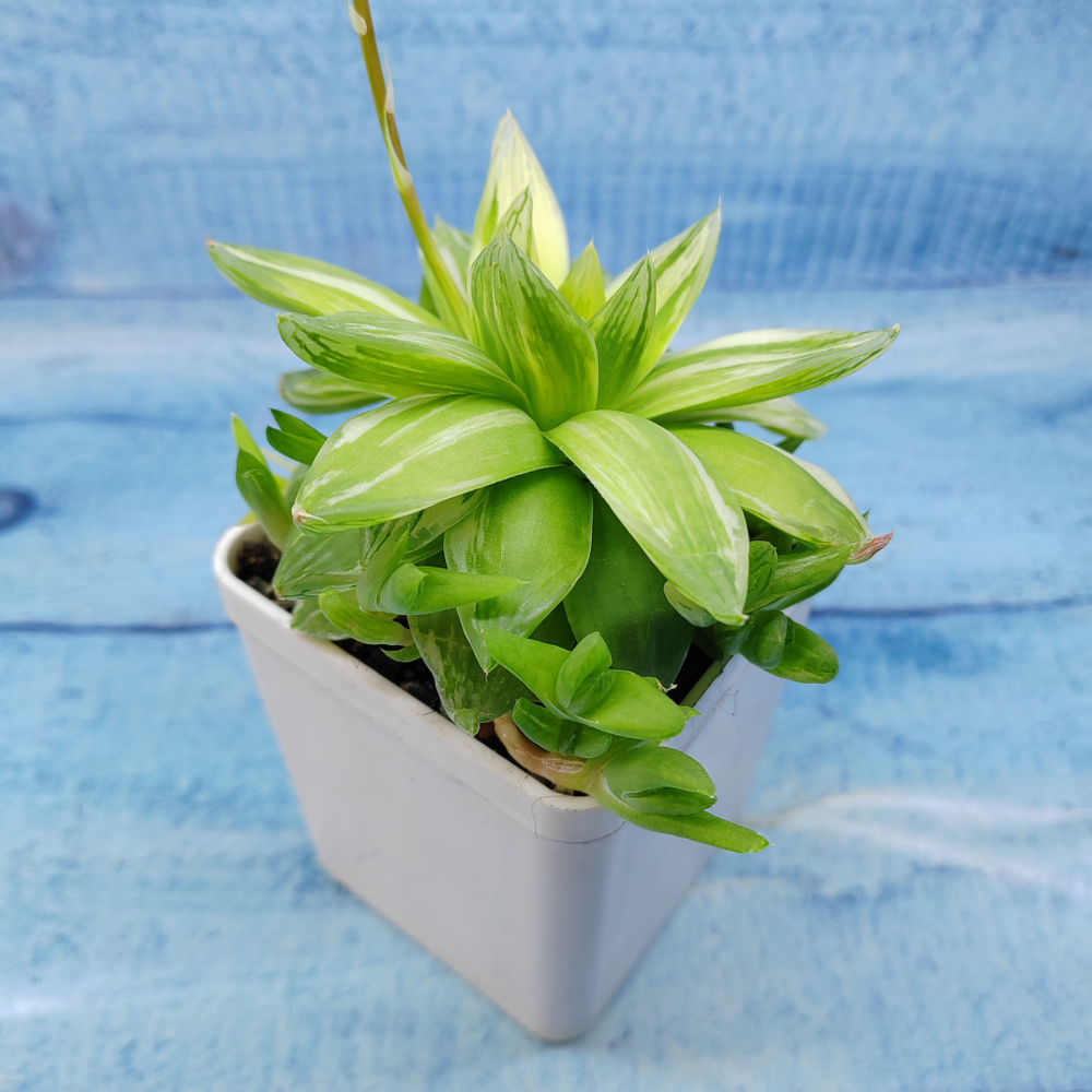 Haworthia Cymbiformis Variagate(Хавортия)